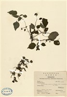 藏品(樓梯草)的圖片